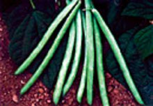Load image into Gallery viewer, Blue lake bush Bean Seeds 1/2 lb.