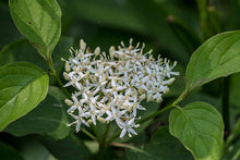 Load image into Gallery viewer, 9 Red Osier Dogwood Tree Seeds