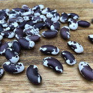 6- 1500 Year Old Cave Bean Seeds