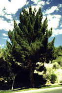 5 Afghan Pine Tree Seeds