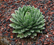 9 Agave Victoriae Reginae Seeds