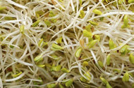 Alfalfa Seeds for Wildlife Food Plot, 1 Pound