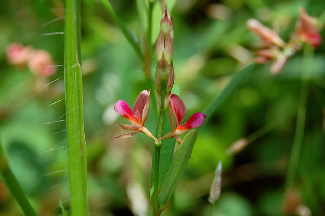 8 oz. Alyce Clover Seeds Deer Plot