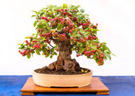 4 Amazing Andrea Bonsai Apple Seeds