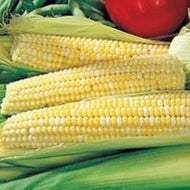 1/4 lb. Ambrosia Corn Seeds