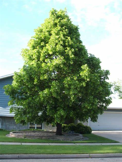 3 American Linden Tree Seeds