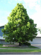 3 American Linden Tree Seeds