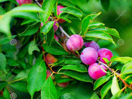 7 American Plum Seeds