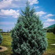 10 Arizona Cypress Tree Seeds