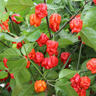 15 Armageddon Pepper Seeds