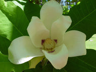 4 Ashes Magnolia Tree Seeds