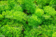 Generic 15 Asparagus Fern Seeds, Green