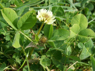 Balansa Clover Seeds, 1/2 lb