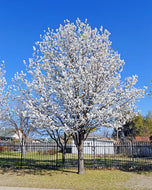 Generic 12 Bradford Pear Tree Seeds