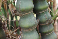 10 Buddha's Belly Bamboo Seeds
