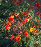 12 Caesaloinia pulcherrima Houseplant Seeds 