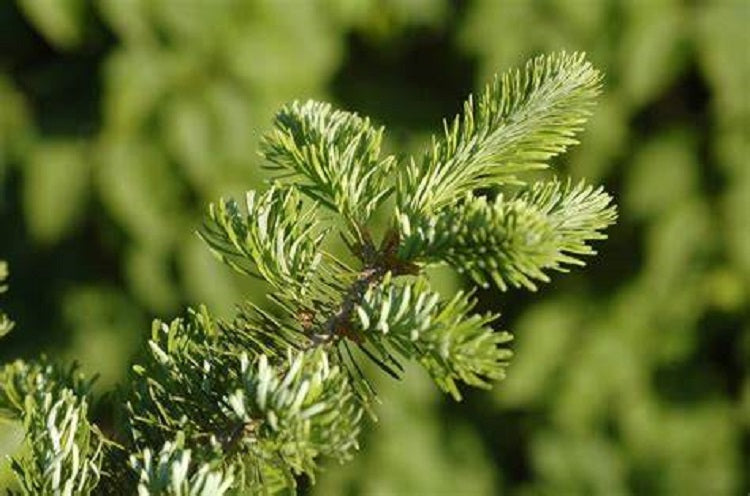 15 Canaan Fir Tree Seeds
