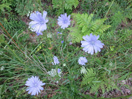 1/2 Pound Chickory Seeds for Planting Wildlife Food plot