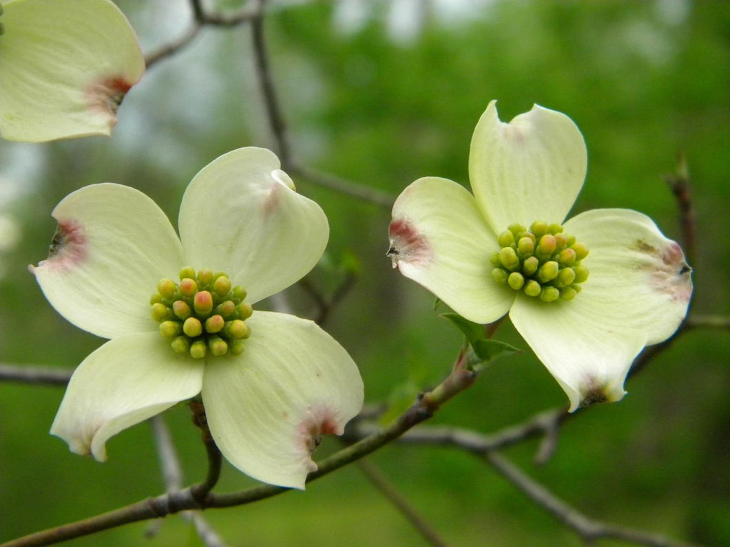5 Chinese Dogwood Tree Seeds