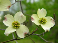 5 Chinese Dogwood Tree Seeds