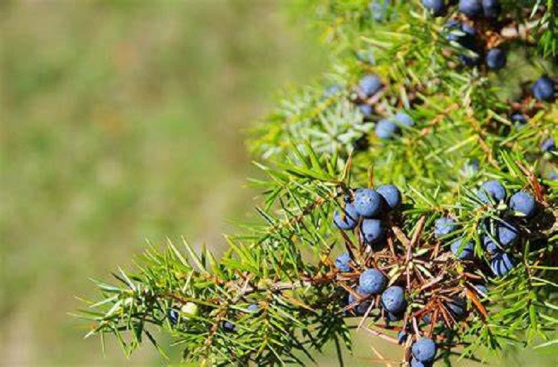 12 Common Juniper Tree Seeds