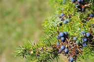 12 Common Juniper Tree Seeds