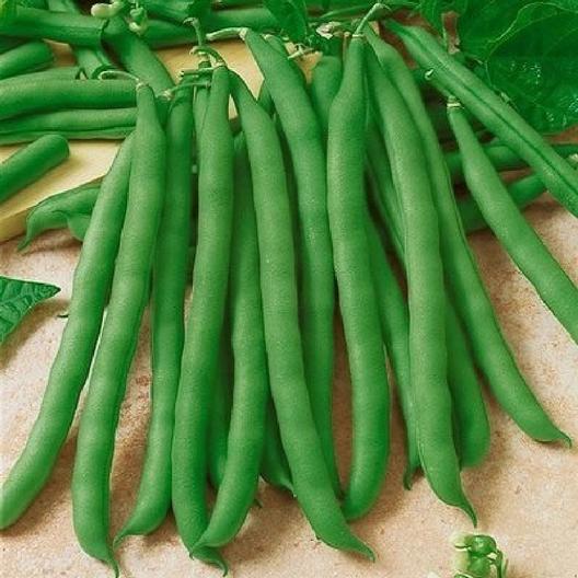 Generic 1/4# Contender Bush Garden Bean Seeds