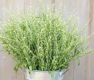 40 Persian Cress Seeds