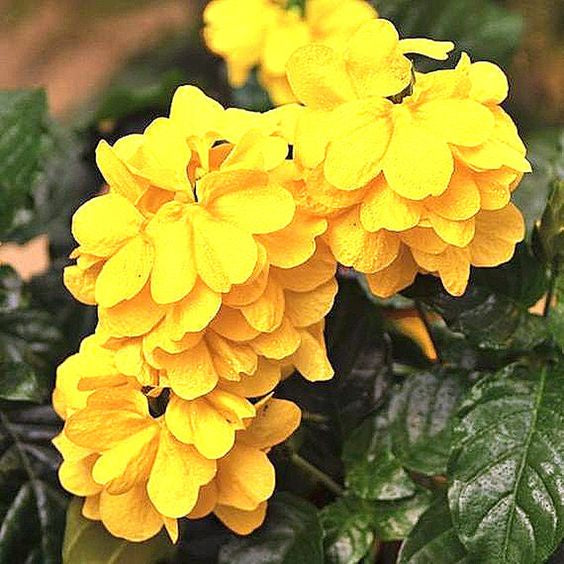 12 Crossandra Tropic Yellow Splash Flower Houseplant Seeds