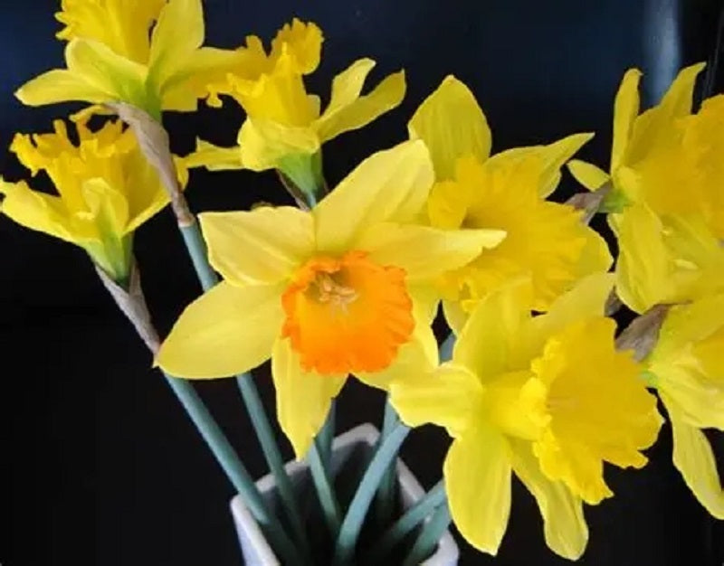 12 Yellow Daffodil Flower Bulbs