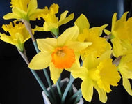 12 Yellow Daffodil Flower Bulbs