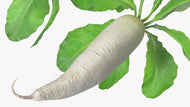 Daikon Oil Seed Radish Seeds for Wildlife Food Plots, 1 lb