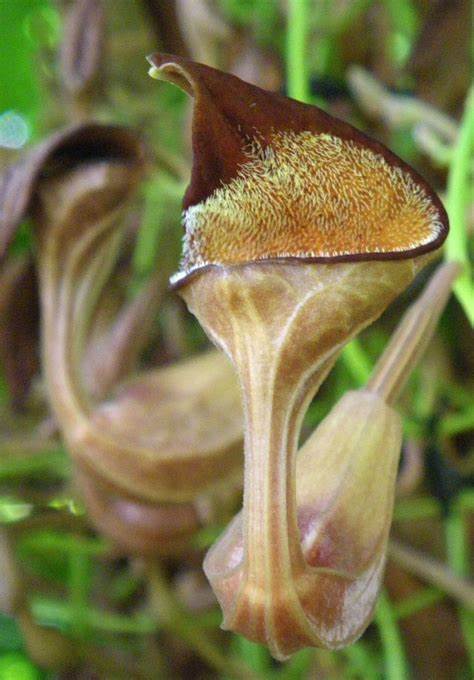 6 Creeping Dutchman's Pipe Seeds