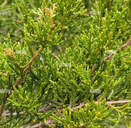 10 Eastern Red Cedar Tree Seeds