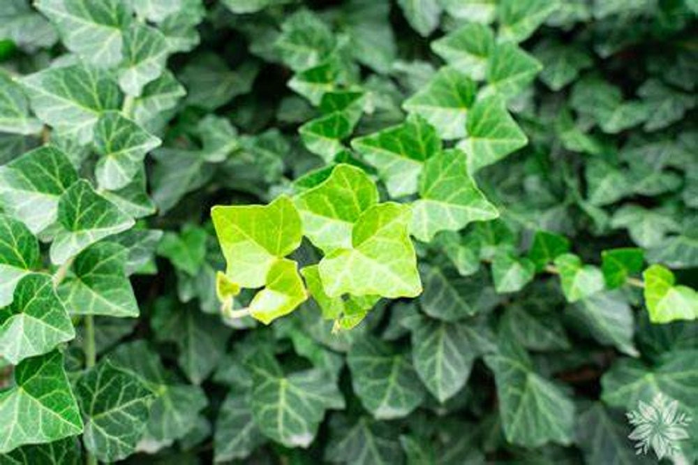 English Ivy (Hedera Helix) Seeds 4