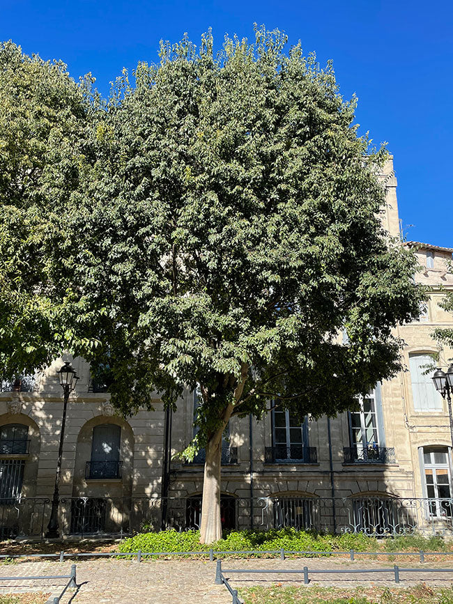 10 Netleaf Sugar Hackberry Tree Seeds