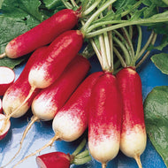 French Breakfast Radish