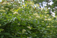 6 Gray Dogwood Tree Seeds