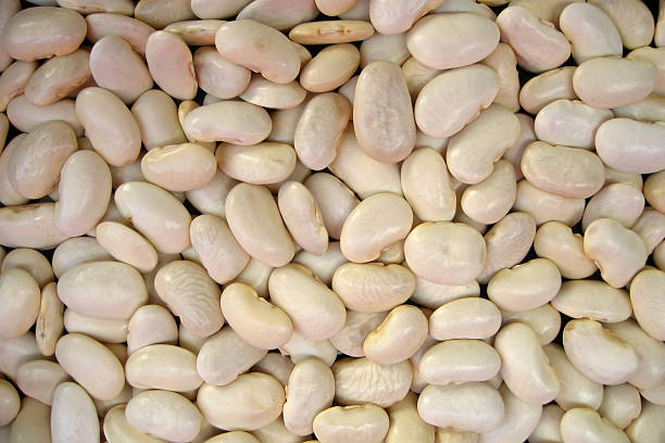 Great Northern Bean Seeds 1/4 lb.