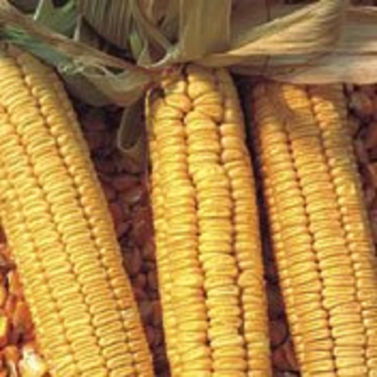 Hickory King Yellow Corn Seeds, 1/2 Pound