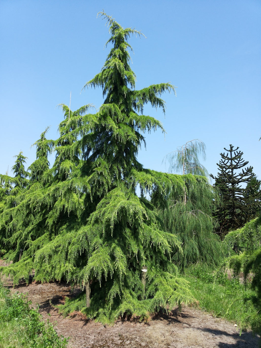 Generic 10 Himalayan Cedar, Deodar Cedar (Cedrus deodara) Seeds, Green