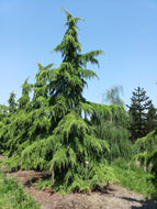 Generic 10 Himalayan Cedar, Deodar Cedar (Cedrus deodara) Seeds, Green