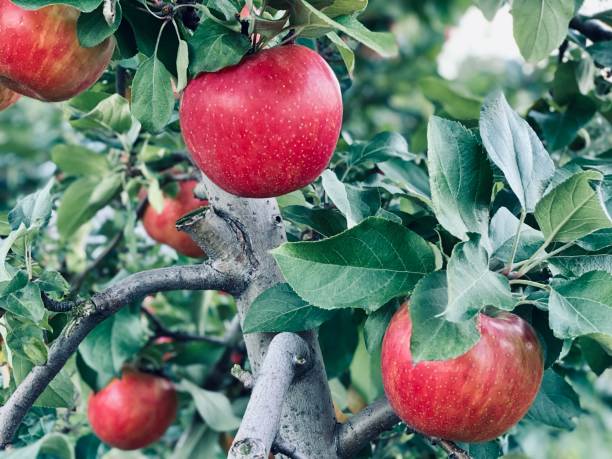 5 Honeycrisp Apple Tree Seeds