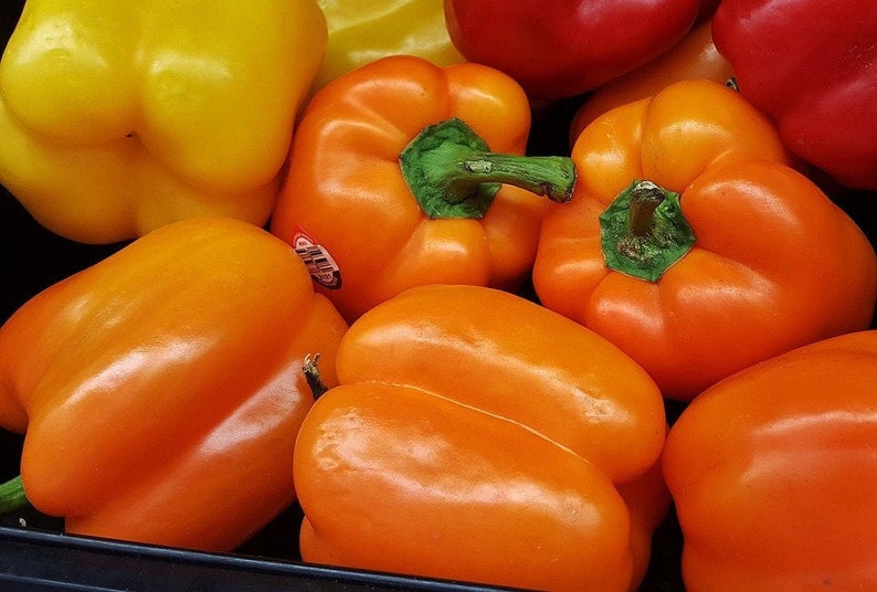 Horizon Orange Sweet Pepper Seeds