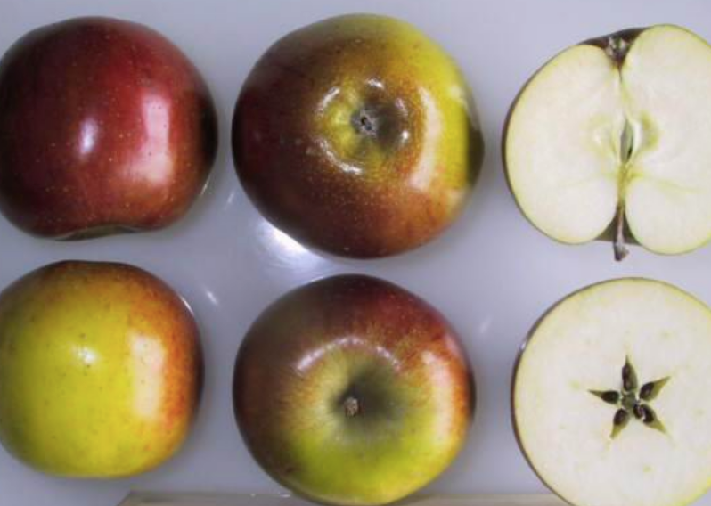 Hubbardston Nonesuch Apple Tree Seeds, Pack of 8