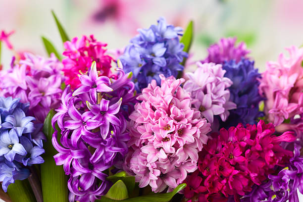 7 Hyacinth Flower Bulbs Assorted Colors