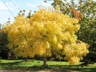 10 Japanese Elm Tree Seeds