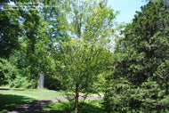 10 Japanese Hornbeam Tree Seeds