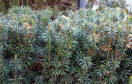 10 Japanese Yew Tree Seeds