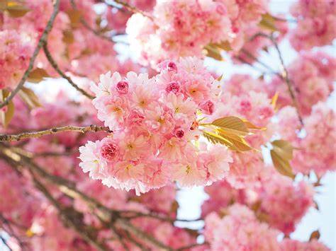 5 Japanese Cherry Blossom Tree Seeds